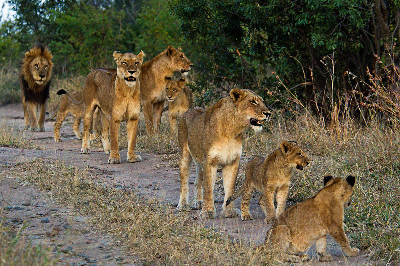 Blood Lions